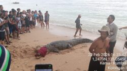 Buaya Liar Muncul di Perairan Pantai Tinggian Kombi