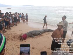 Buaya Liar Muncul di Perairan Pantai Tinggian Kombi