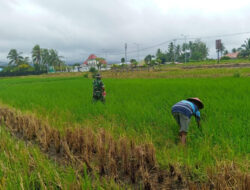 Sentuhan Babinsa di Sawah Lalow, TNI Hadir Bantu Petani Perkuat Ketahanan Pangan