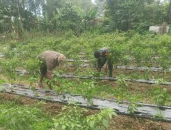 Anggota Babinsa Laksanakan Pendampingan Petani di Desa Pangian Barat