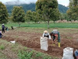 Perkuat Ketahanan Wilayah dari Sektor Pertanian, Babinsa Bantu Warga Panen