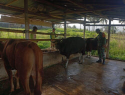 Babinsa Sertu Gatot Arif Datangi Peternakan Warga