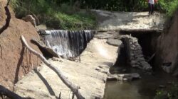 Akibat Irigasi Rusak, 600 Hektar Lahan Persawahan di Kecamatan Sang Tombolang, Gagal Tanam dan Panen