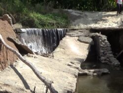 Akibat Irigasi Rusak, 600 Hektar Lahan Persawahan di Kecamatan Sang Tombolang, Gagal Tanam dan Panen