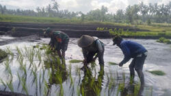 Dorong Ketahanan Pangan, Babinsa Dampingi Petani Tanam Padi