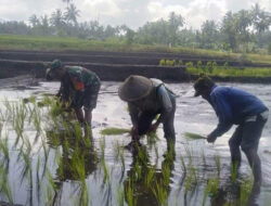 Dorong Ketahanan Pangan, Babinsa Dampingi Petani Tanam Padi