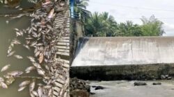 Ribuan Ikan Mati Diduga Akibat Pembuangan Limbah Sianida Dari Lokasi Pengolahan Emas Sistem Tong.(Dok)