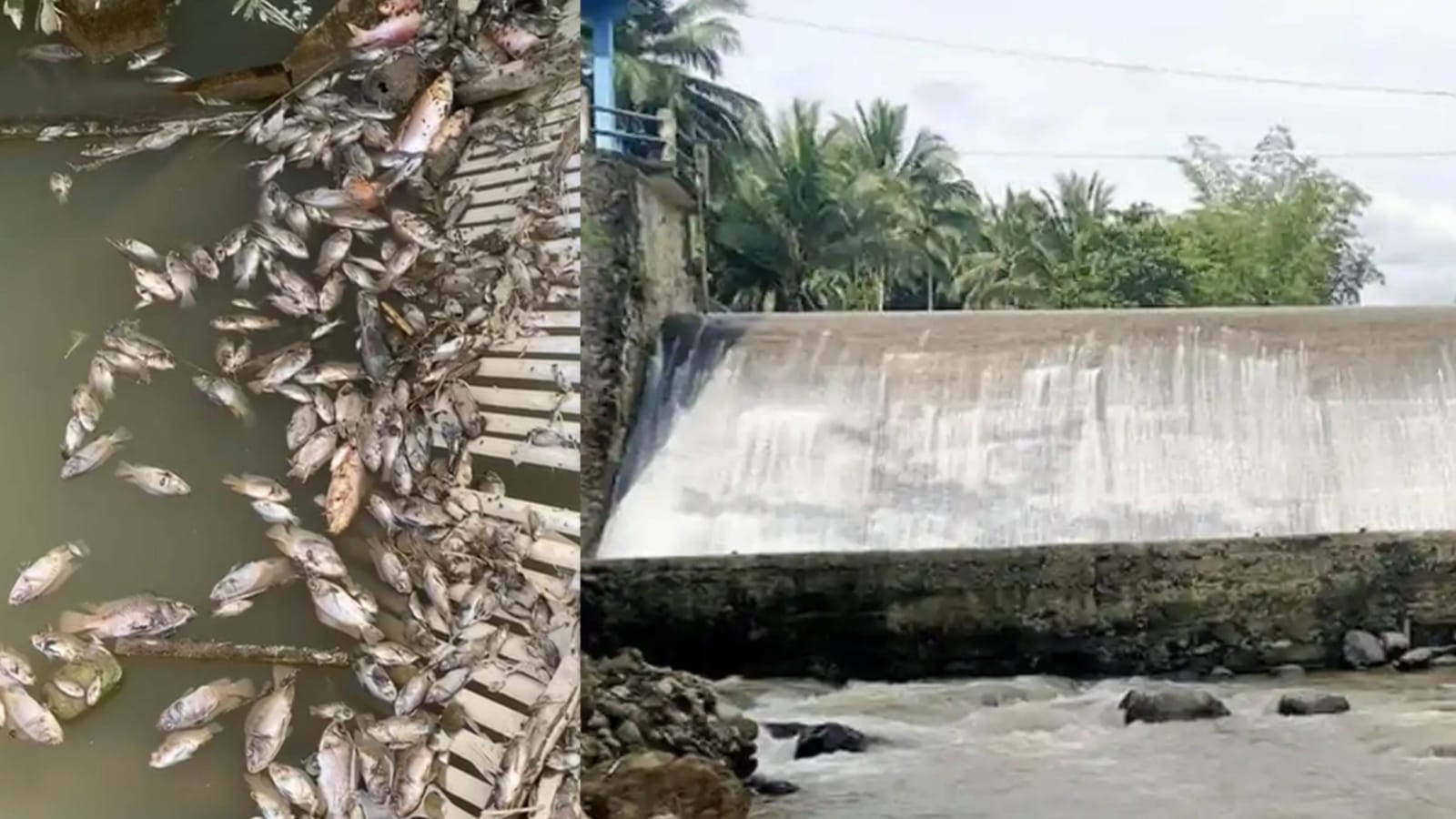 Ribuan Ikan Mati Diduga Akibat Pembuangan Limbah Sianida Dari Lokasi Pengolahan Emas Sistem Tong.(Dok)
