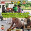Dukung Ketahanan Pangan, Polsek Lolayan Panen Raya Hampir 2 Ton Jagung di Lahan Samping Mako