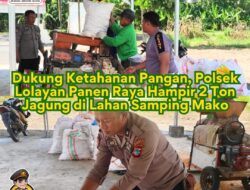 Dukung Ketahanan Pangan, Polsek Lolayan Panen Raya Hampir 2 Ton Jagung di Lahan Samping Mako